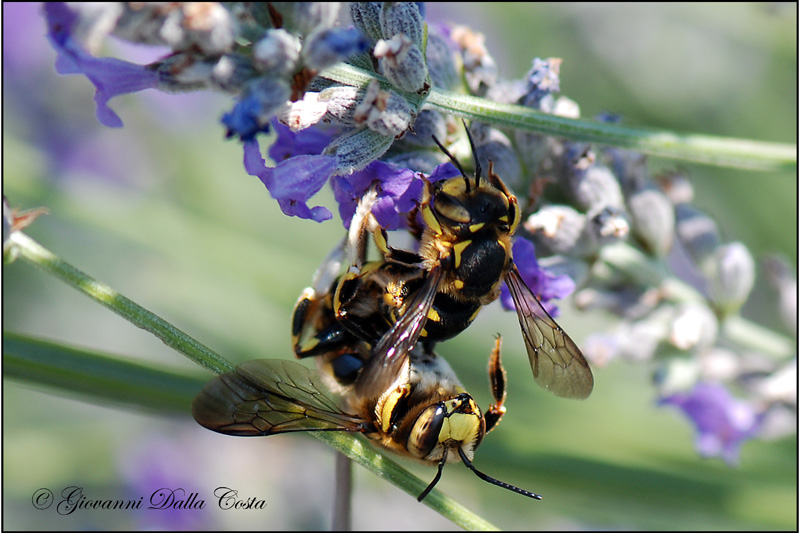 Anthidium sp. (Apidae Megachilinae)